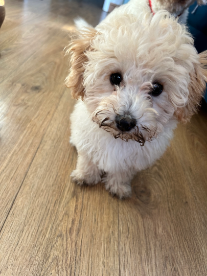 Picture of Betty the puppy with mud around her face looking very cute.